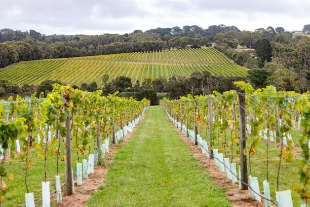 夏でも涼しい風が吹く環境が、良質のワインを育む