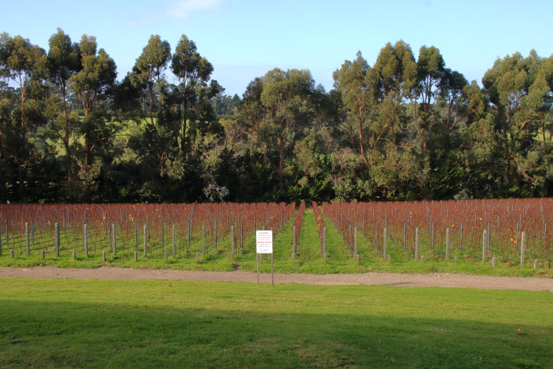 セラードアの目の前に広がるブドウ畑