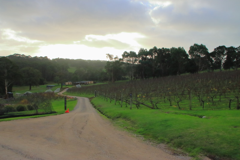 オリーブやブドウの畑の中を散策できる