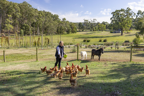 園内では、鶏や犬などが放し飼いに