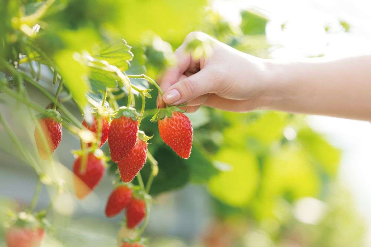 o高設栽培でラクチンないちご狩り