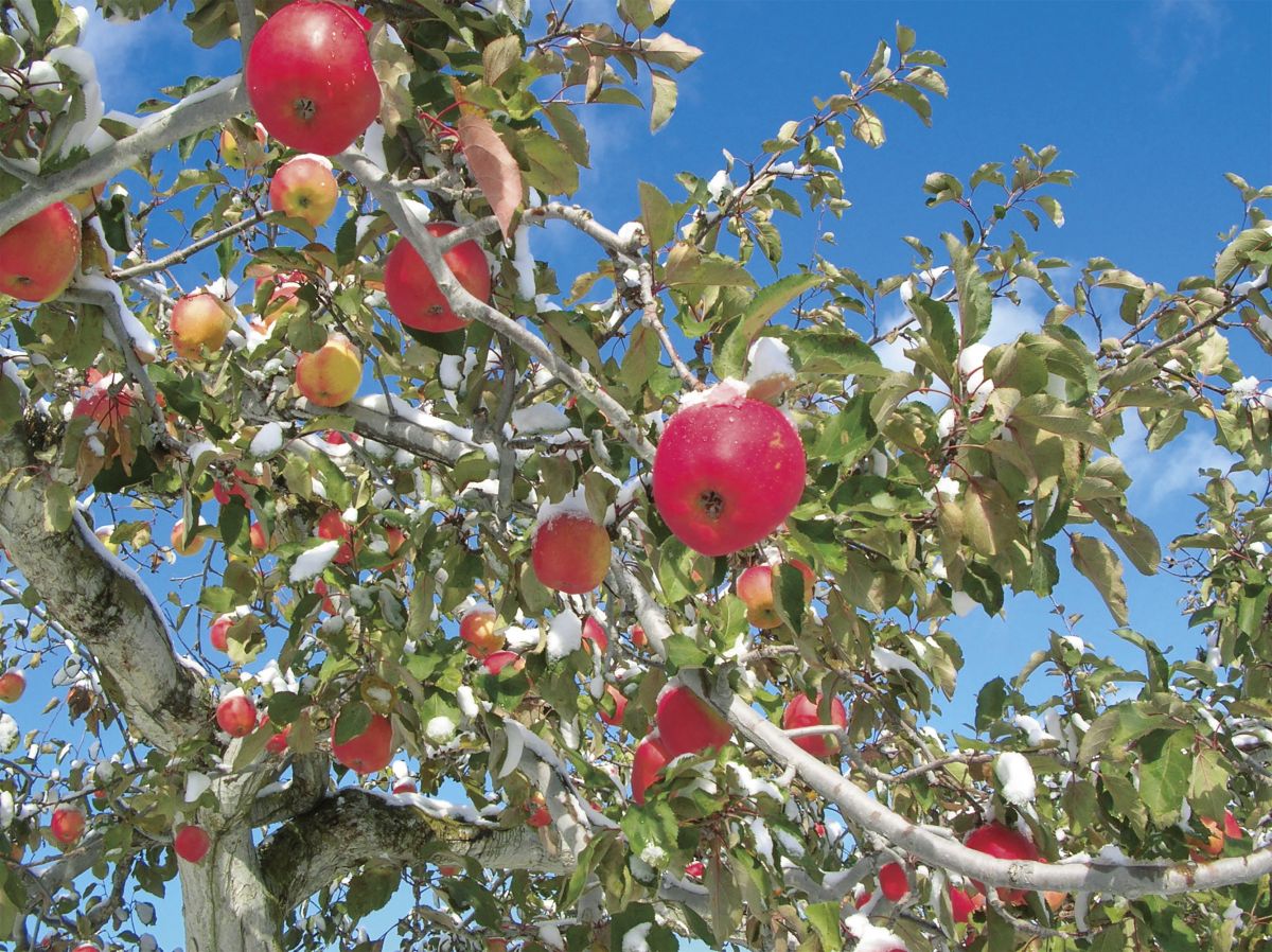 ジャムやジュースなど農園でとれた素材を使った加工品も販売