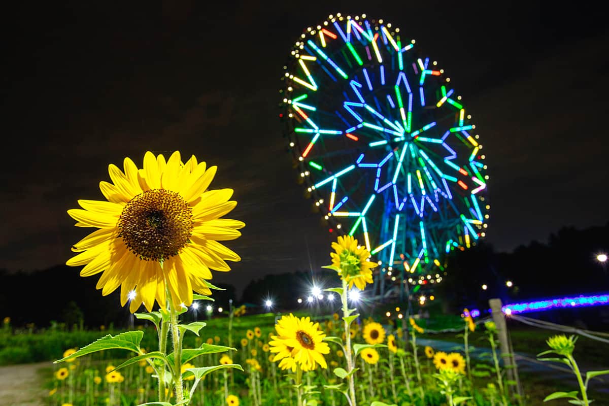 ひまわり花壇ライトアップ