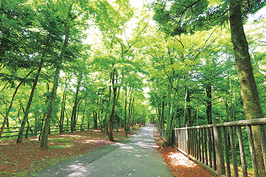 木々に囲まれた遊歩道は整備され歩きやすい