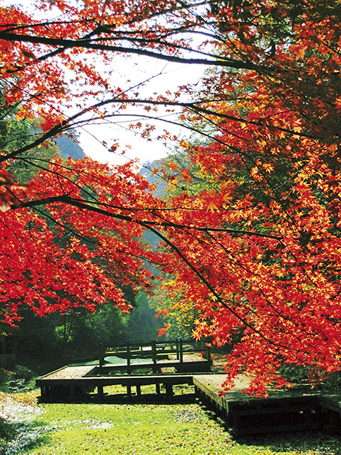 周辺は紅葉の名所でもあります