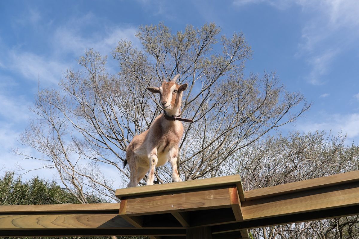 ヤギとのふれあい　8～17時　見学無料