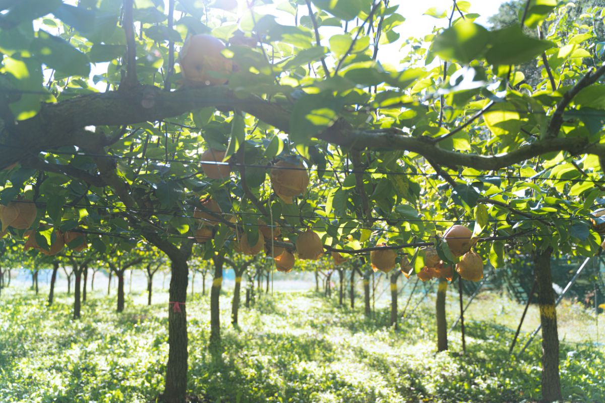 福田グリーン農園