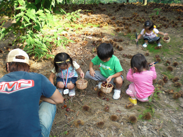 大阪府のおすすめ栗拾いスポット2025（時期：9月～11月）