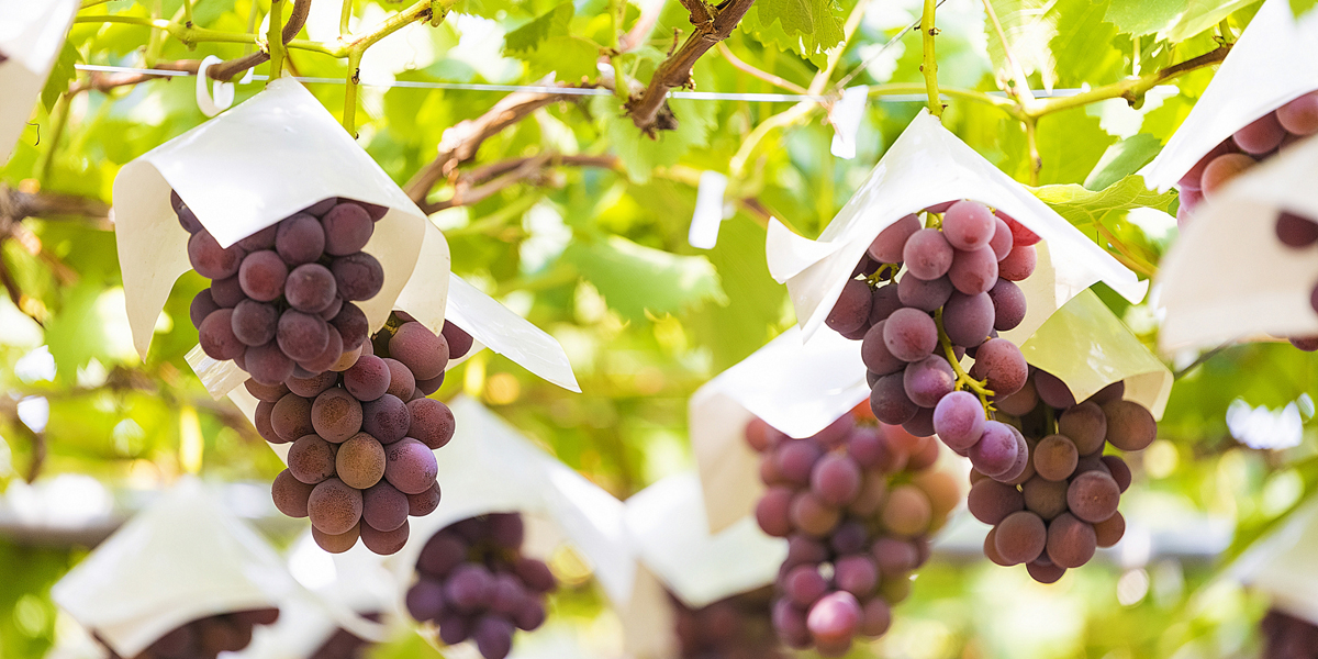 中部のぶどう狩り2025おすすめランキング!食べ放題や時期は?