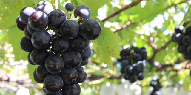 秋田県でおすすめのぶどう狩り！ 2025年の時期や食べ放題、品種は？