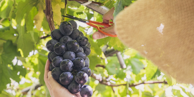 岡山県でおすすめのぶどう狩り！ 2025年の時期や食べ放題、品種は？