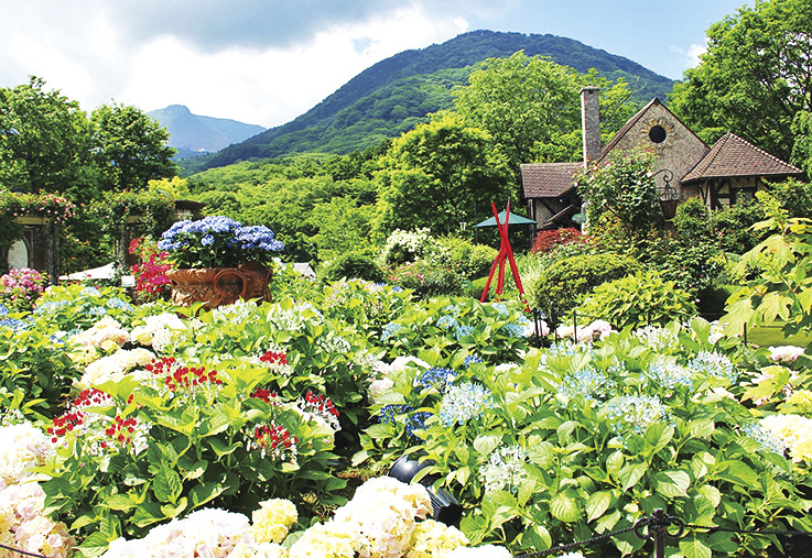 6月上旬～7月下旬にはアジサイが咲き誇る