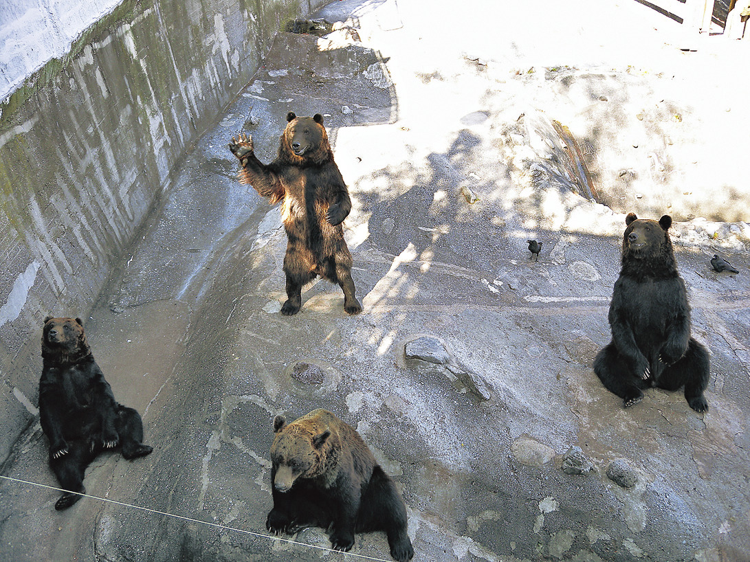 のぼりべつクマ牧場