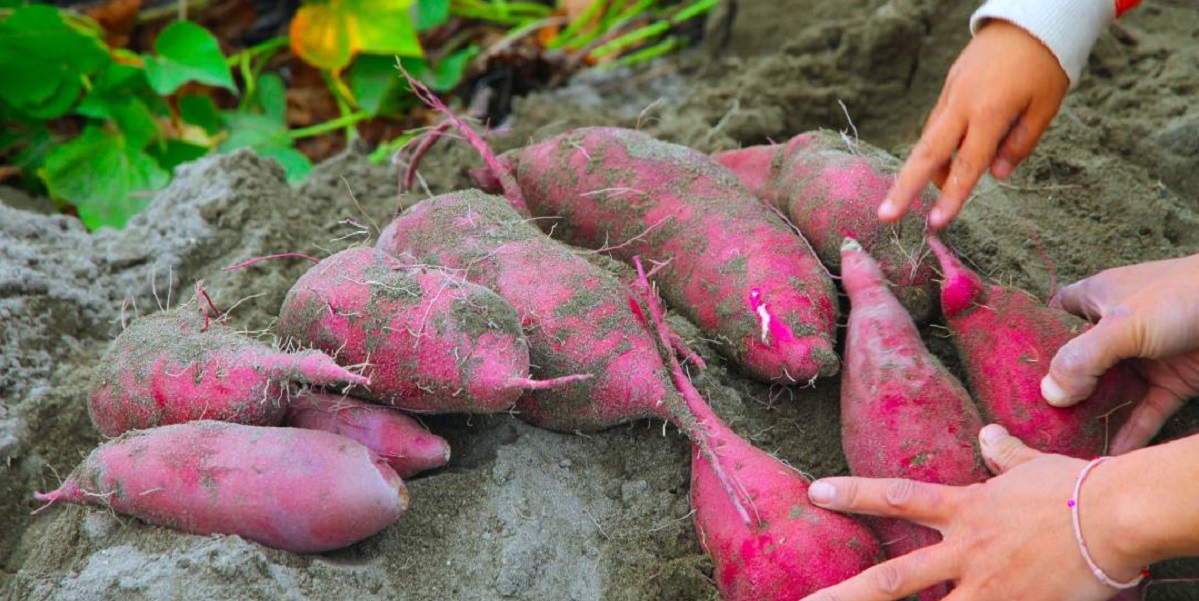 秋の芋掘り体験は鳴門で！「アオアヲ ナルト リゾート」で「なると金時芋掘りツアー」を開催！【9～11月限定】