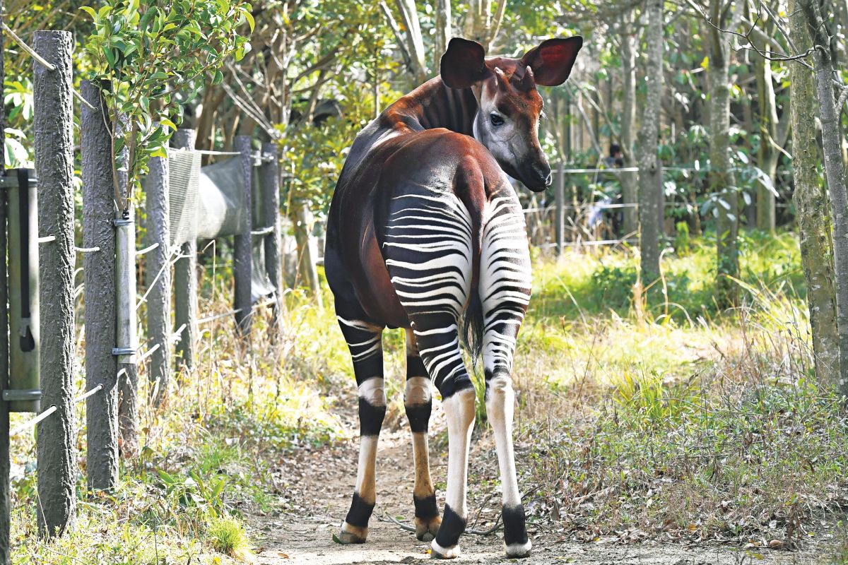 よこはま動物園ズーラシア