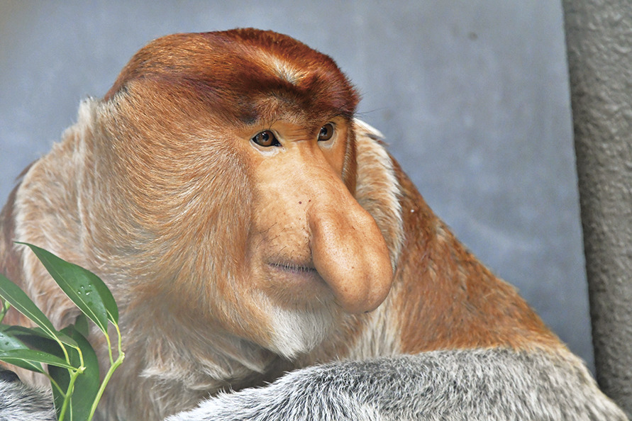 よこはま動物園ズーラシア