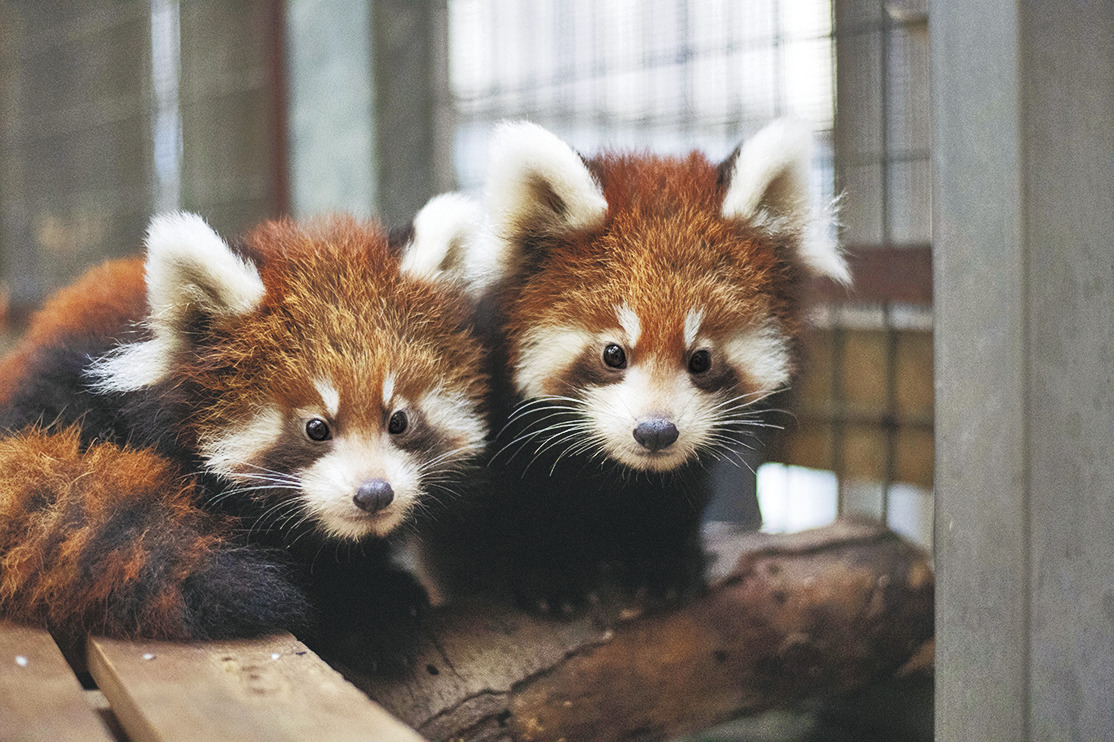 よこはま動物園ズーラシア