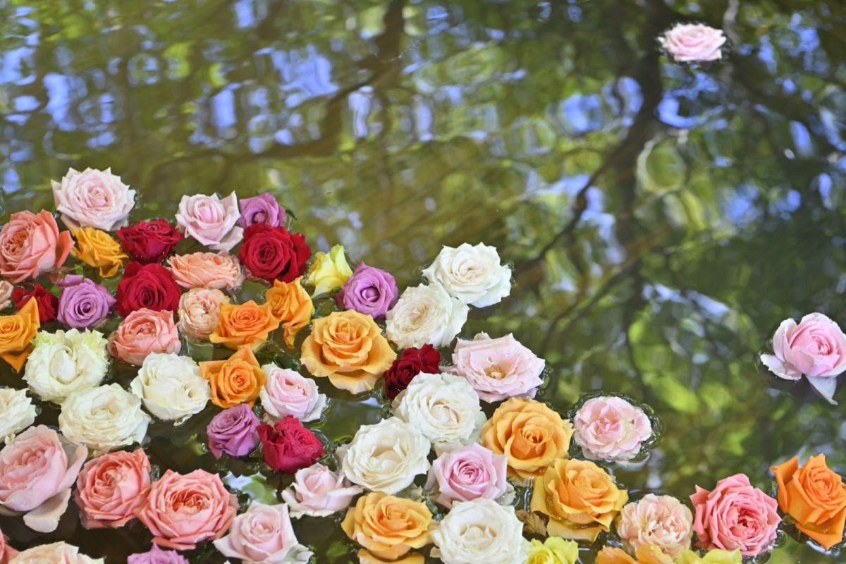 バラ風呂「ばら妃乃湯」15～22時