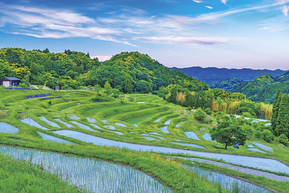 大山千枚田