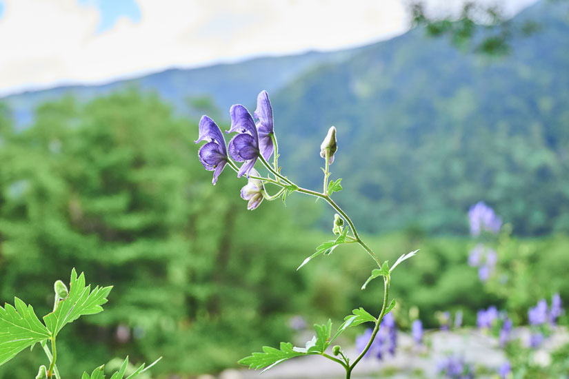 季節ごとに可憐な草花が目を楽しませてくれる