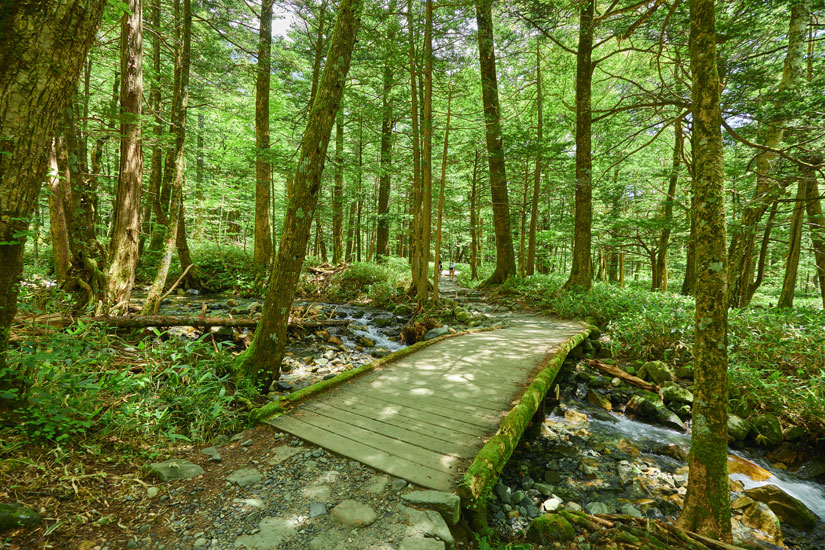 マイナスイオンを浴びて森の中を歩く