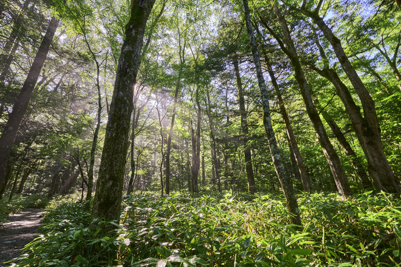 田代橋からは林間コースと梓川コースの二手に分かれ、どちらを進んでも20分ほどで次の目的地、田代池へ
