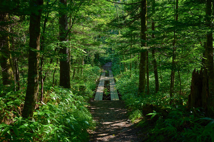 歩きやすい木道が整備され、木漏れ日とさえずりが心地いい