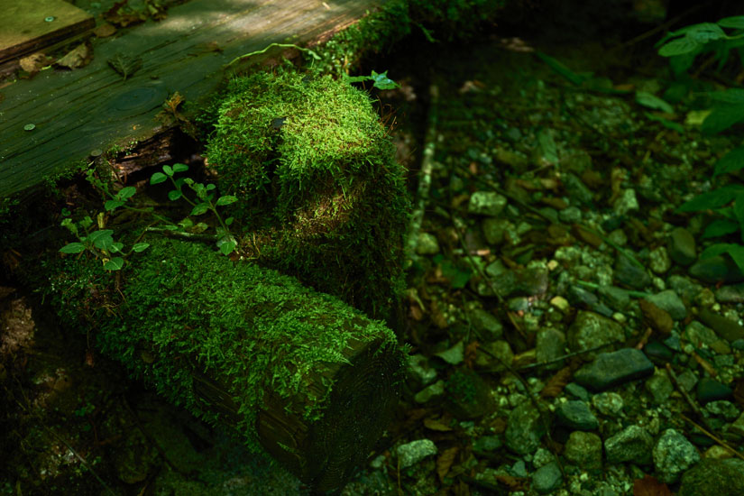 苔むした木々を観察するのも楽しい