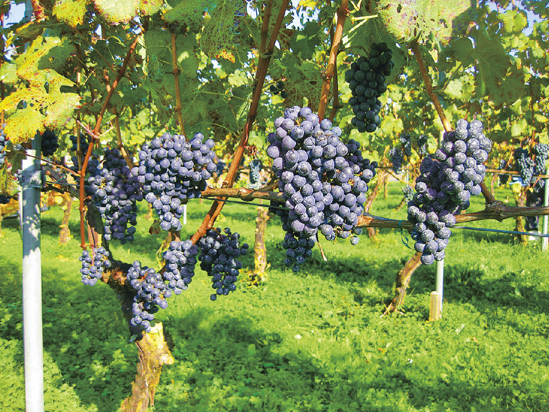 【山形】銘酒揃い！ 酒蔵＆ワイナリーおすすめ4選