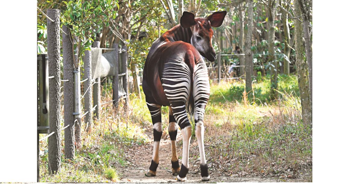 【よこはま動物園ズーラシア】世界の動物に会って、ふれ合って、1日遊ぼう!