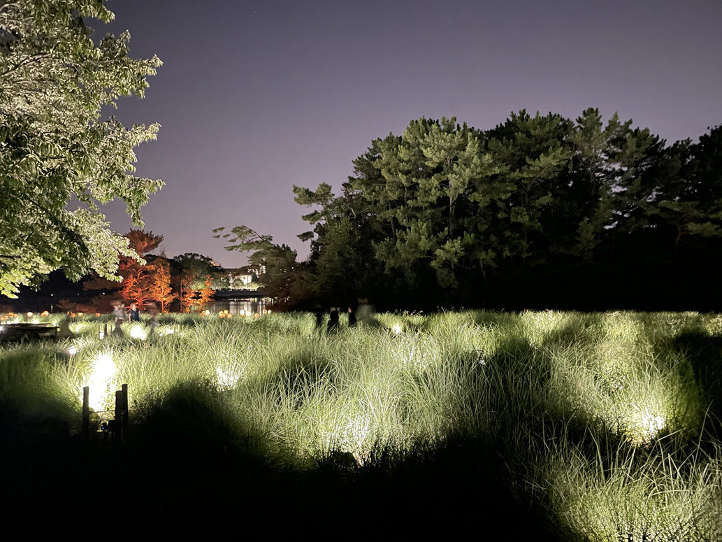 光色の草原 - カピラリス / Field of Light Color - Muhlenbergia capillaris