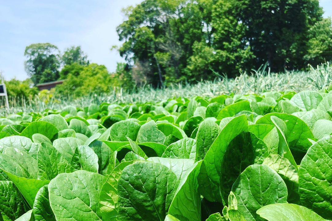 ビニールハウス内で小松菜の収穫体験を実施