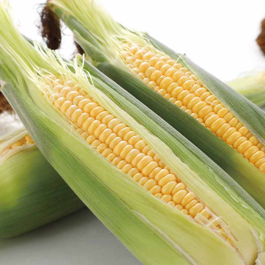 「朝採れとうもろこし」（１本）501円/千歳　千歳観光連盟　※初登場