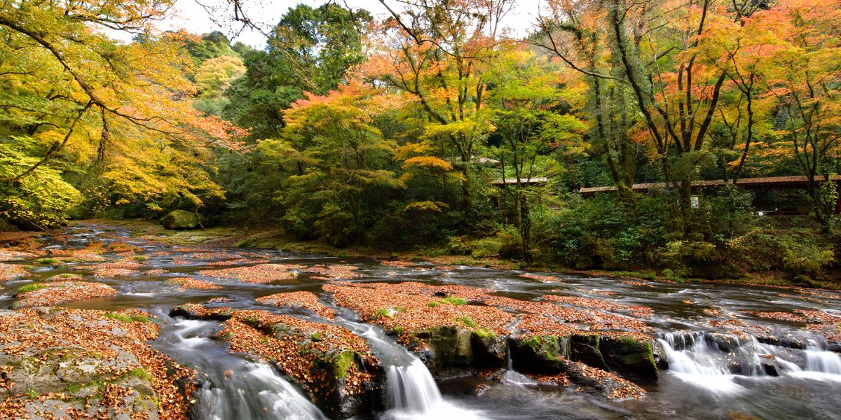 熊本県でおすすめの紅葉名所～見頃やライトアップなどの2025年情報～