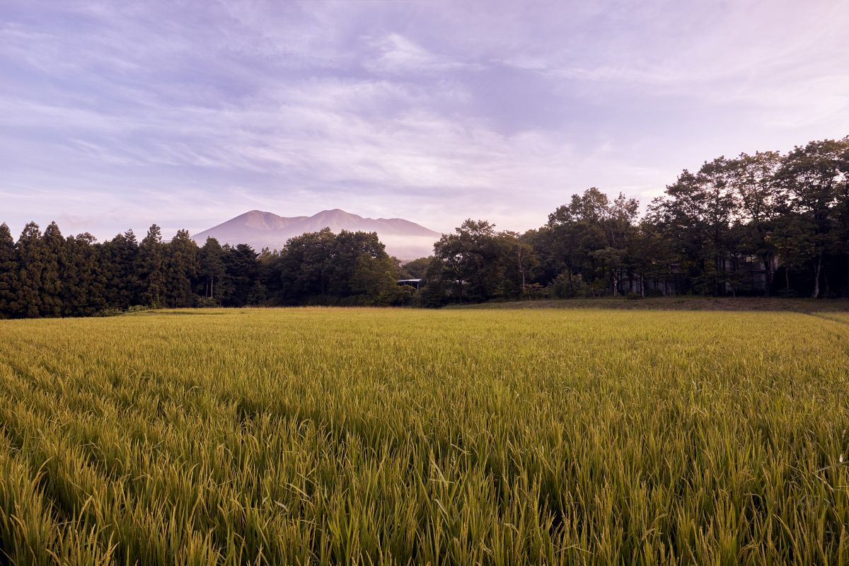 施設内の田んぼ