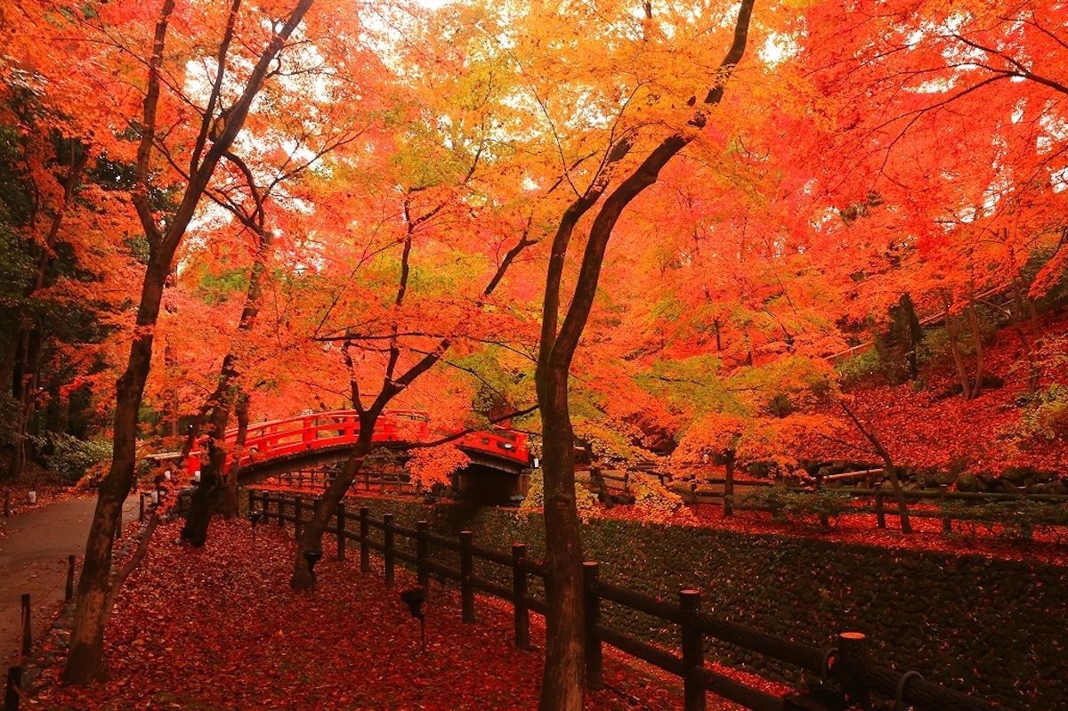 北野天満宮 史跡御土居もみじ苑　特別ライトアップ