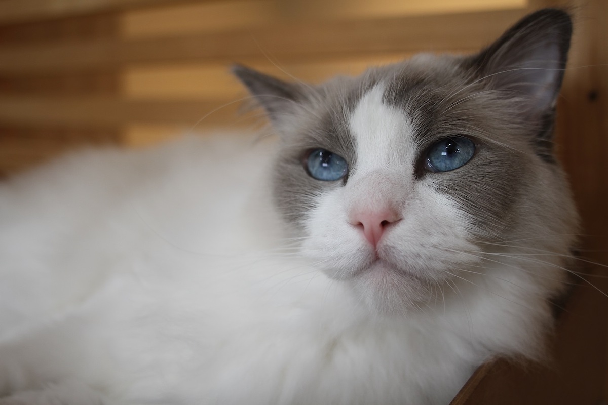 取材終盤で目を覚ましたしらたきくん