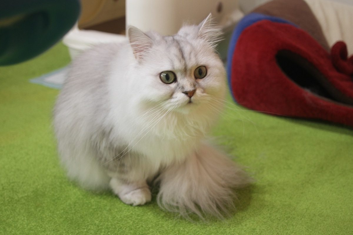 フサフサ尻尾がかわいいペルシャのエナちゃん