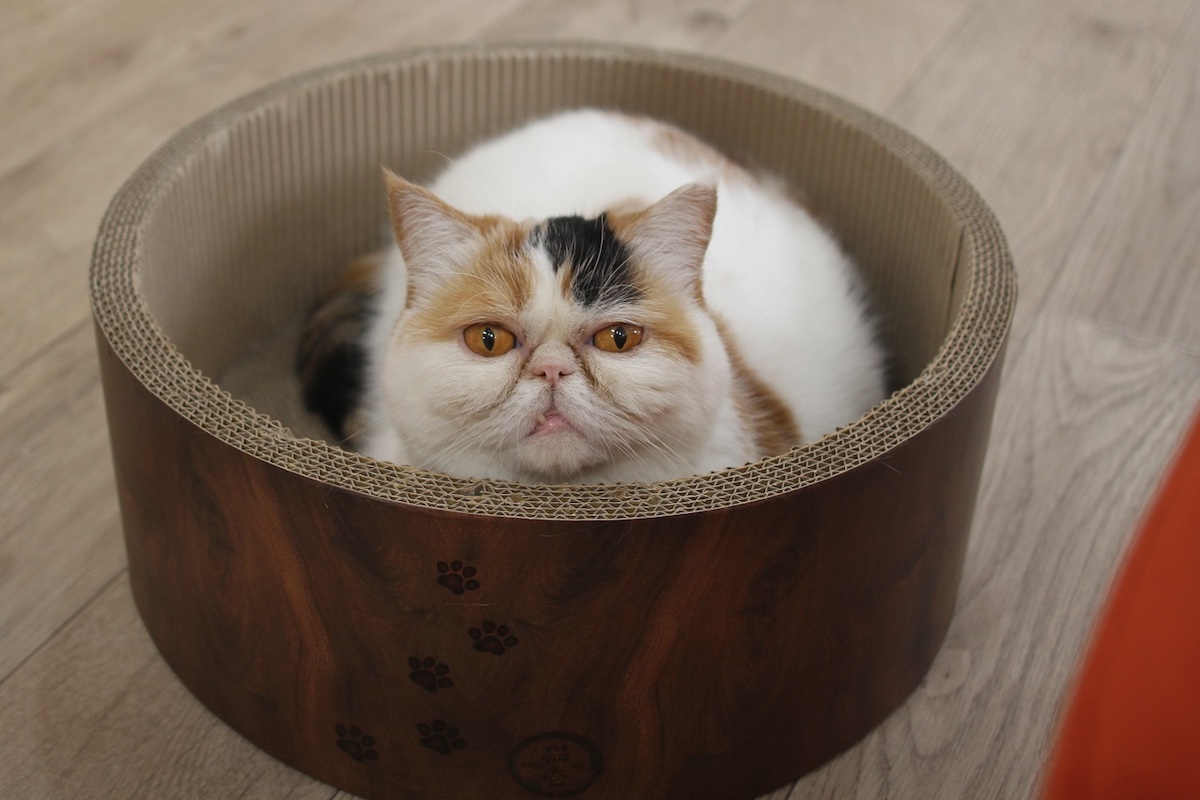 エキゾチックショートヘアのめかぶちゃん