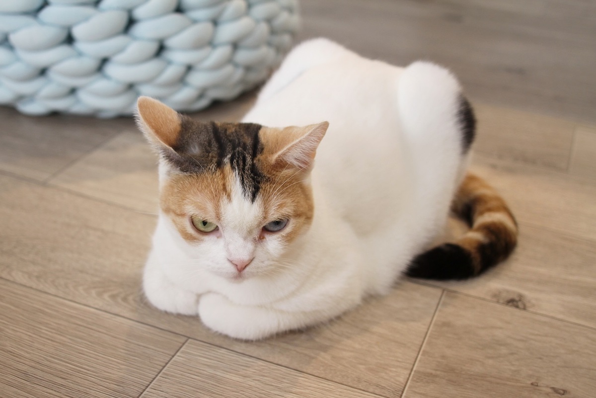 スコティッシュフォールドのたらこちゃん