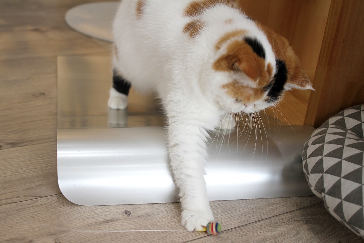 おもちゃは緩急をつけて動かしたり、隠したりするのがコツ