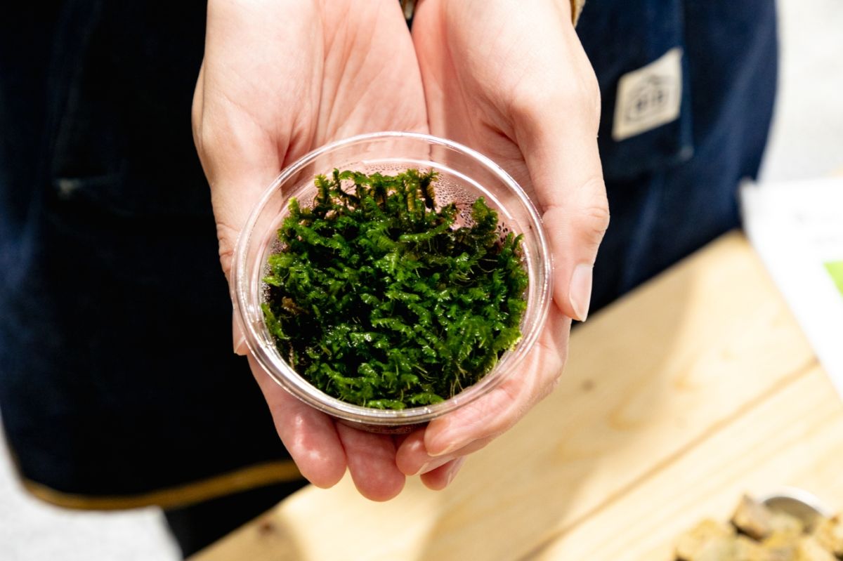 Terrariums 渋谷ヒカリエ店