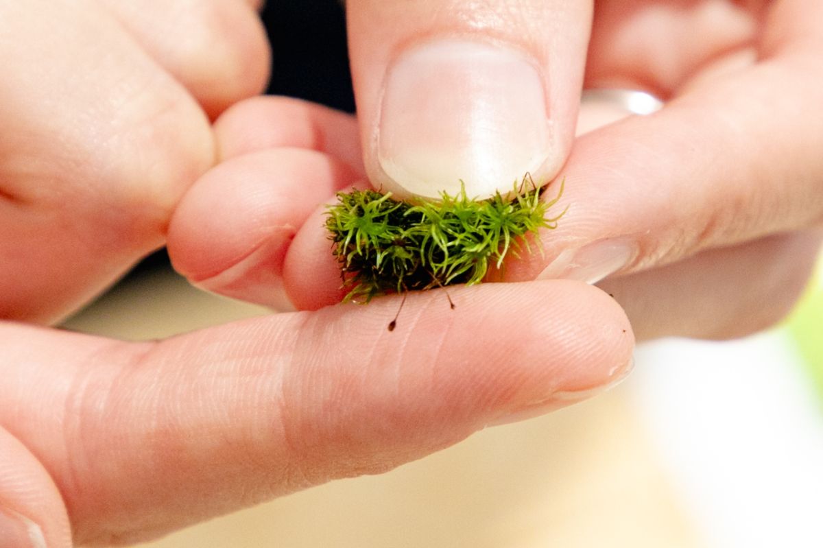Terrariums 渋谷ヒカリエ店