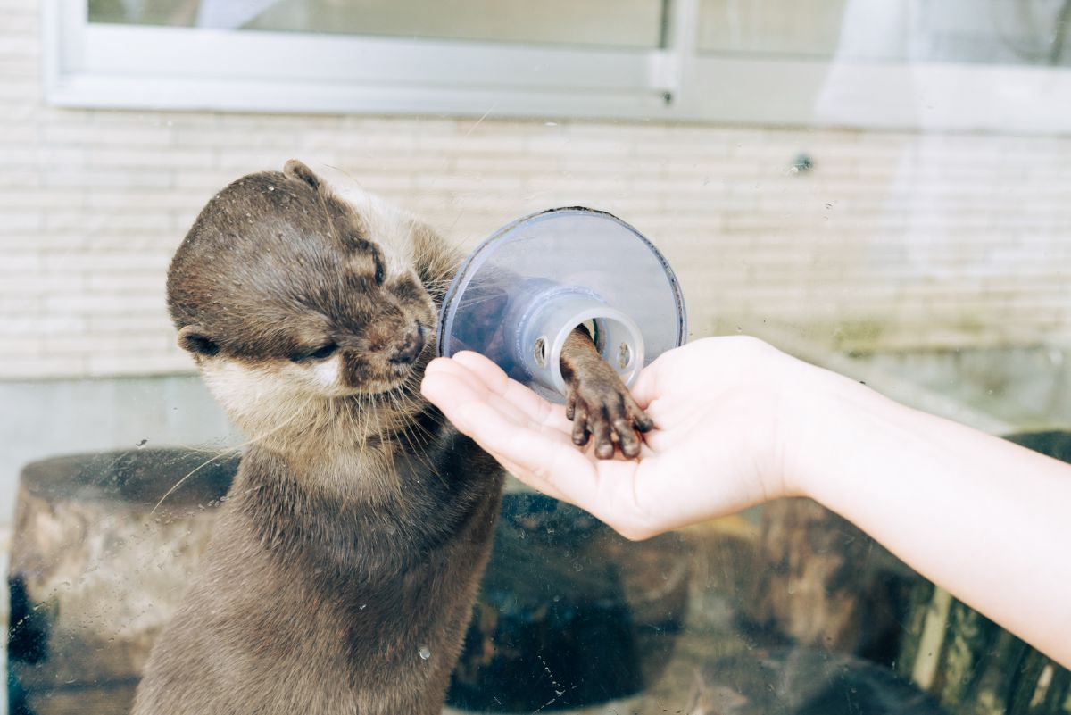 コツメカワウソのエサは500円
