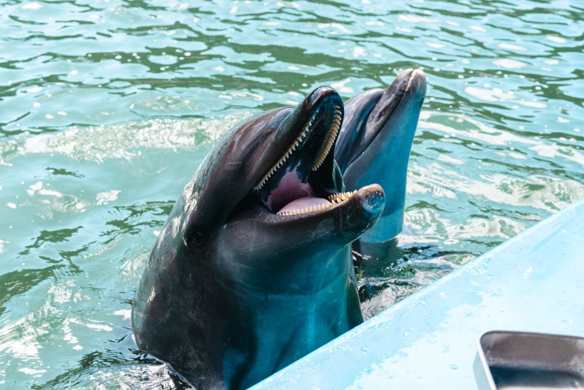 「ドルフィンフィーディング」1回（約10分）1500円