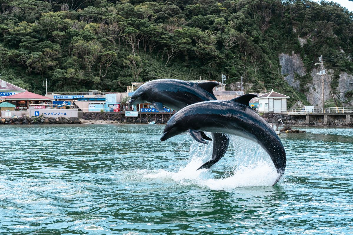 ランちゃんとスカイちゃんによるジャンプ