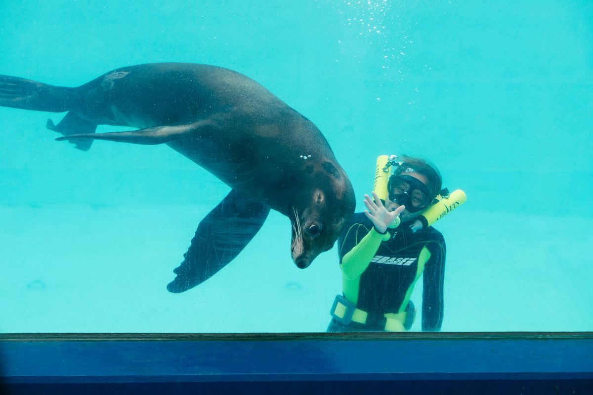 下田海中水族館が世界で初めて行ったというアシカとの水中ショー。息ピッタリなカリフォルニアアシカとトレーナーが、華麗な世界を演出します