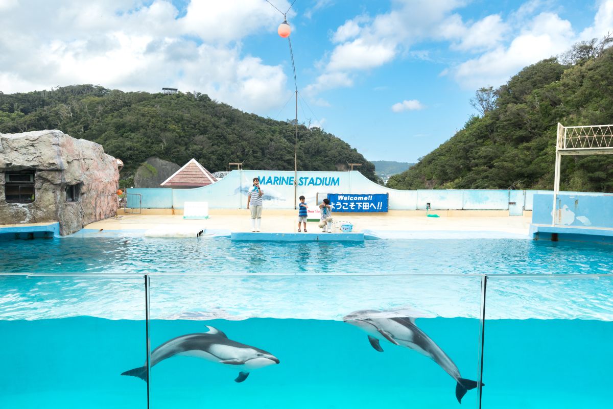 仲の良いカマイルカたちが、ジャンプにフラフープに大活躍。観客参加型です