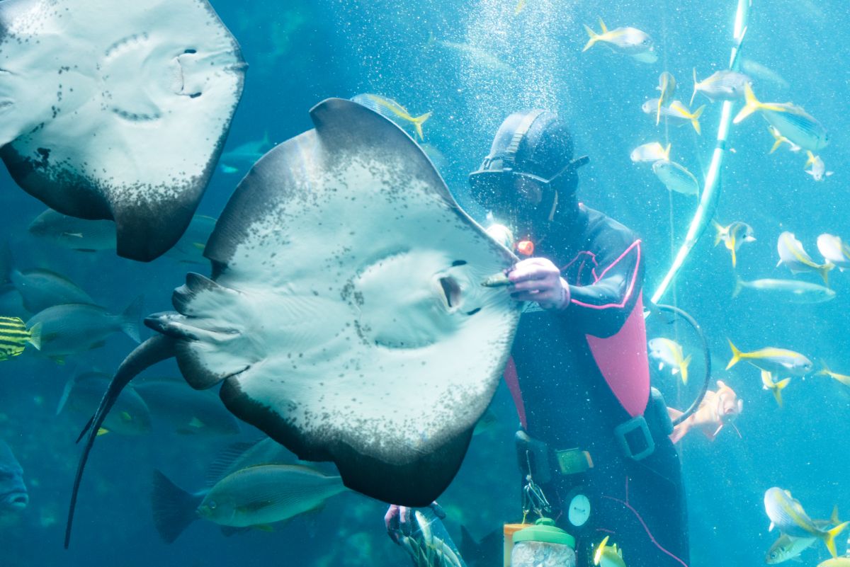 魚たちを紹介しながら、エサやりタイム。ホシエイへの給餌シーンは必見です