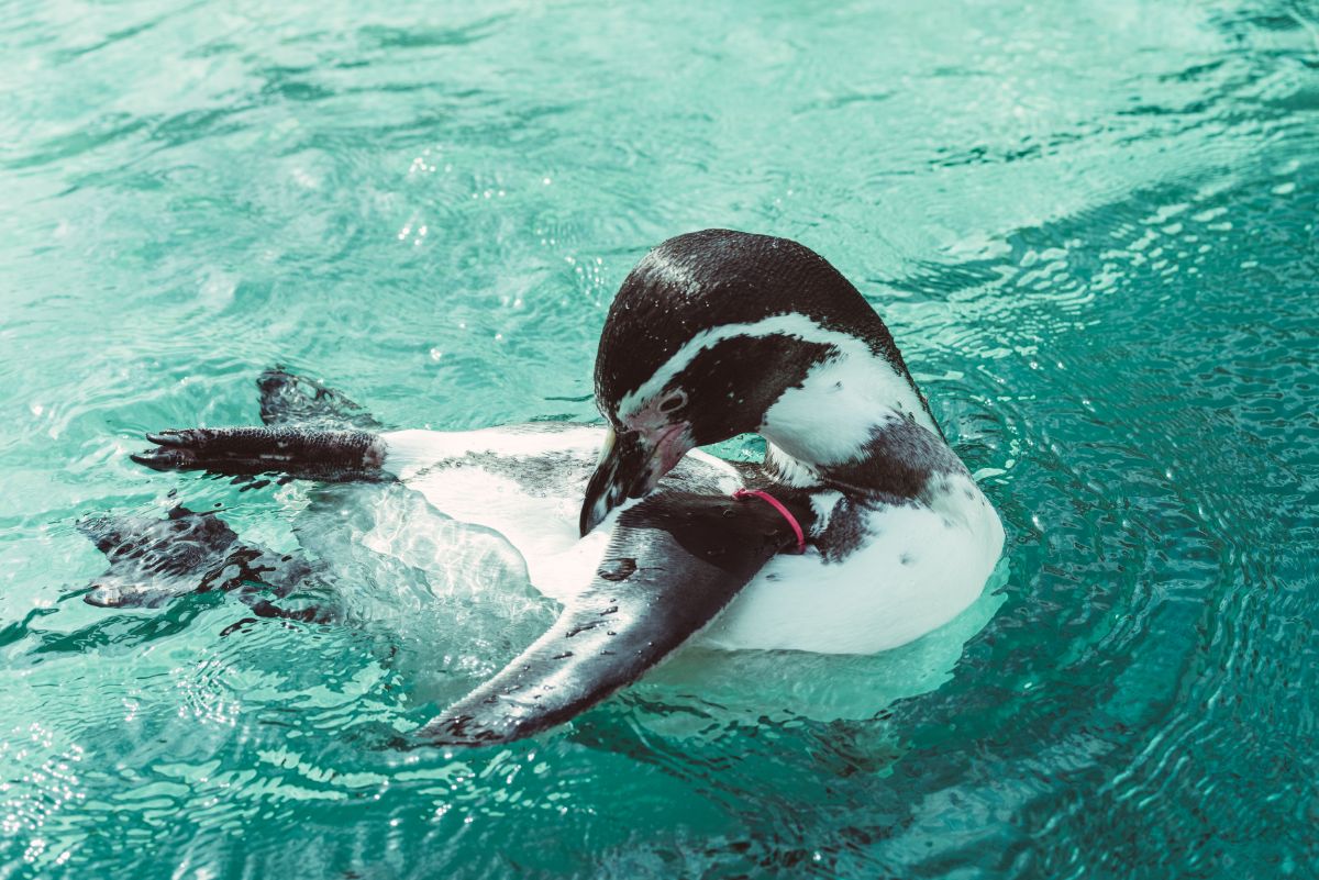 空を飛べないペンギンを、空を背景に下から覗ける？！驚きの近距離でどうぞ